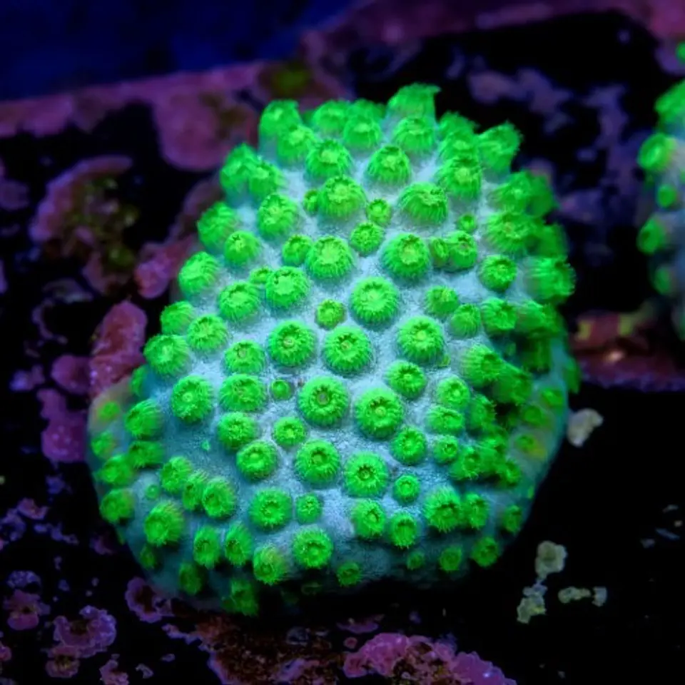 Cyphastrea lasertag 2