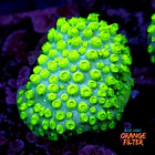 Cyphastrea lasertag 1