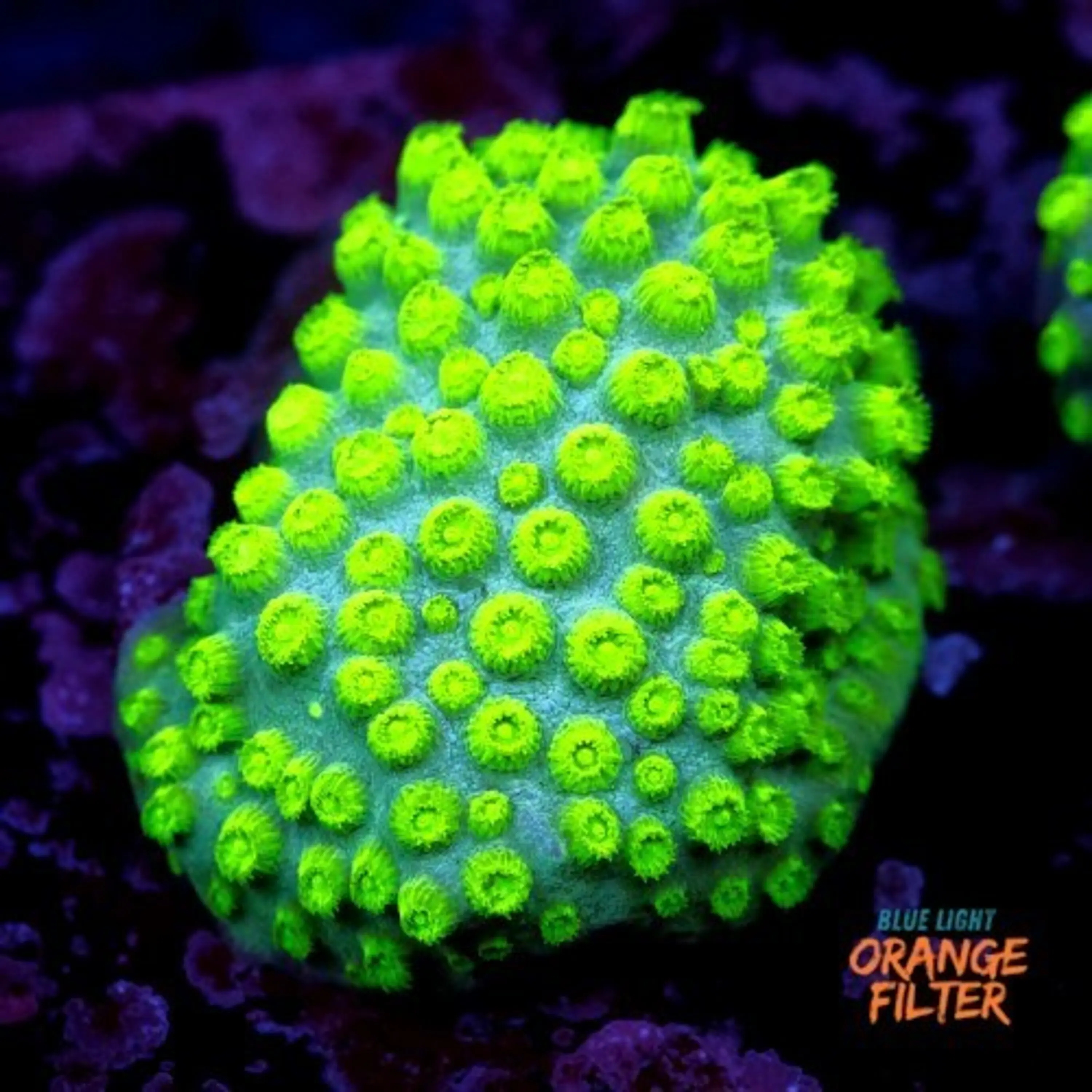 Cyphastrea lasertag