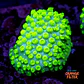 Cyphastrea lasertag - Thumbnail 1