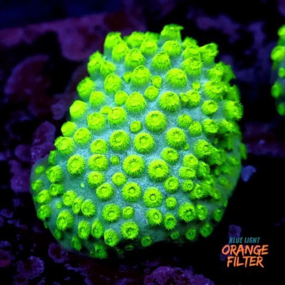 Cyphastrea lasertag 1