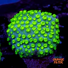 Cyphastrea lasertag 1