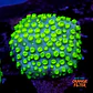 Cyphastrea lasertag - Thumbnail 1