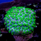 Cyphastrea lasertag 2