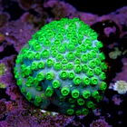 Cyphastrea lasertag 2