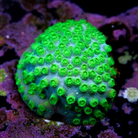 Cyphastrea lasertag