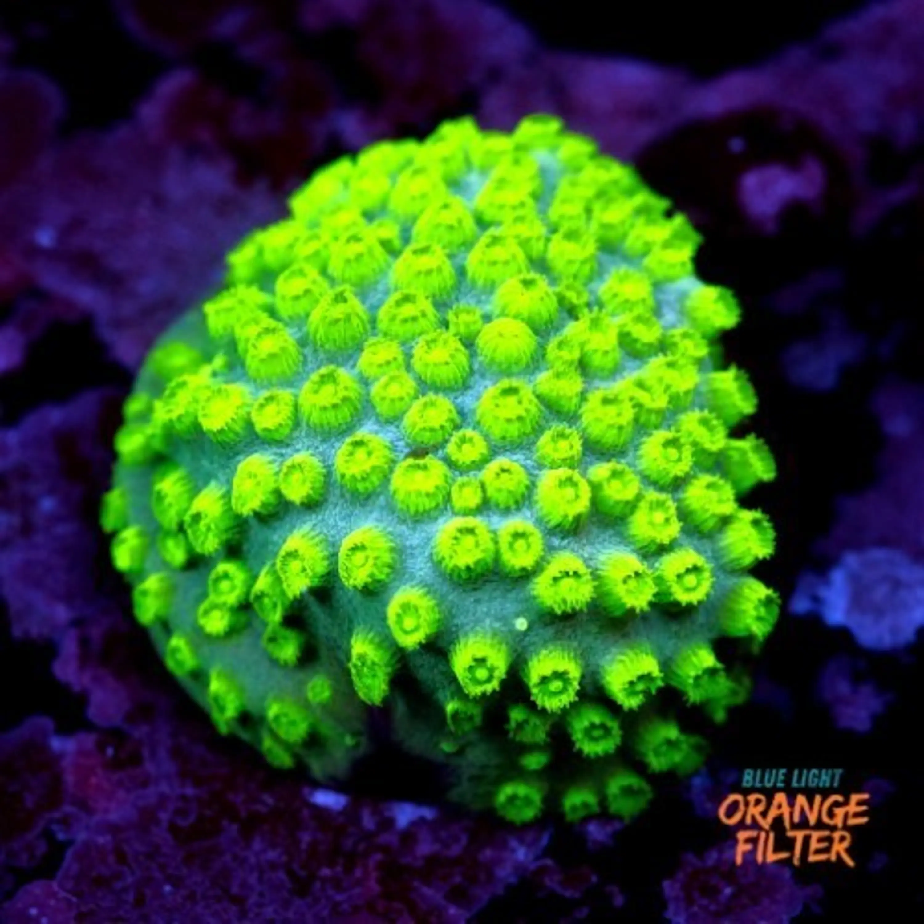 Cyphastrea lasertag
