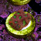 Favites war coral 2