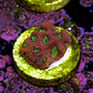 Favites war coral - Thumbnail 2