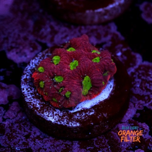 Favites war coral 1