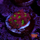 Favites war coral 1