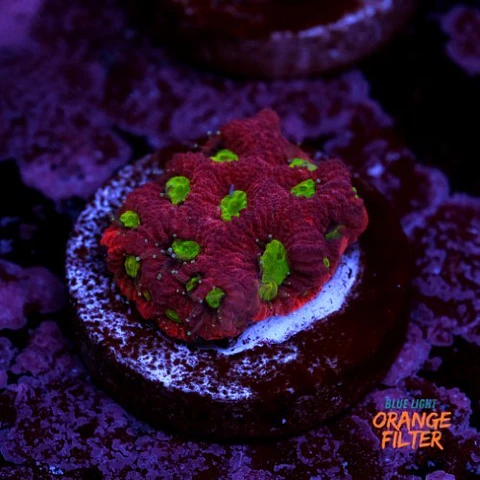 Favites war coral