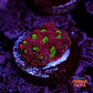 Favites war coral - Thumbnail 1