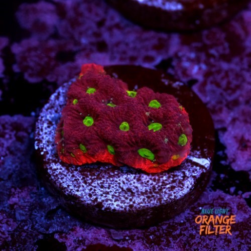 Favites war coral 1