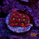 Favites war coral 1