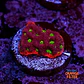 Favites war coral - Thumbnail 1