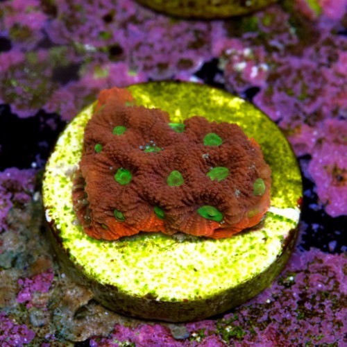 Favites war coral 2
