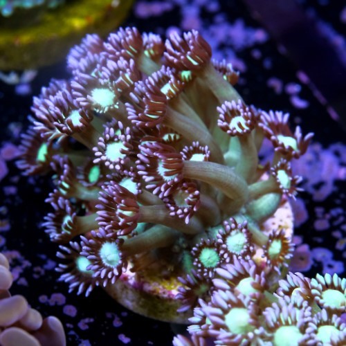 Goniopora sp. 2