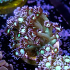 Goniopora sp. 2