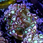 Goniopora sp. - Thumbnail 2