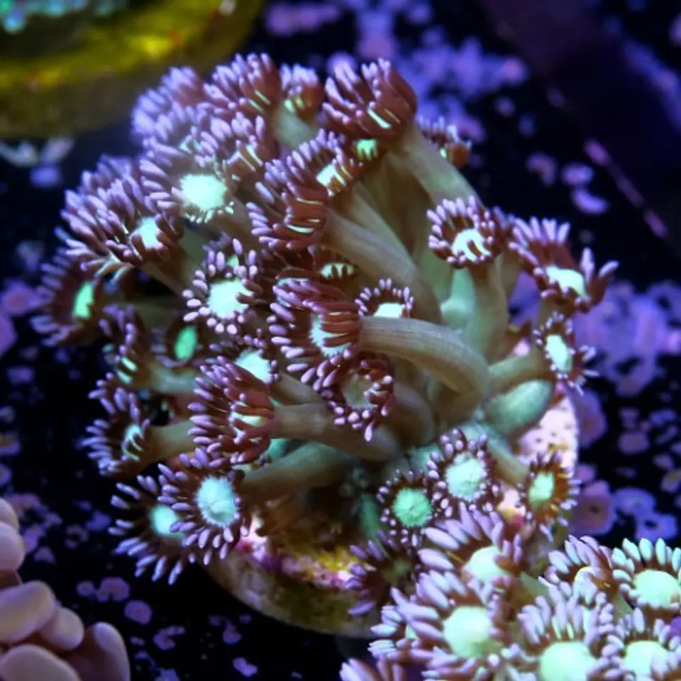 Goniopora sp. 2