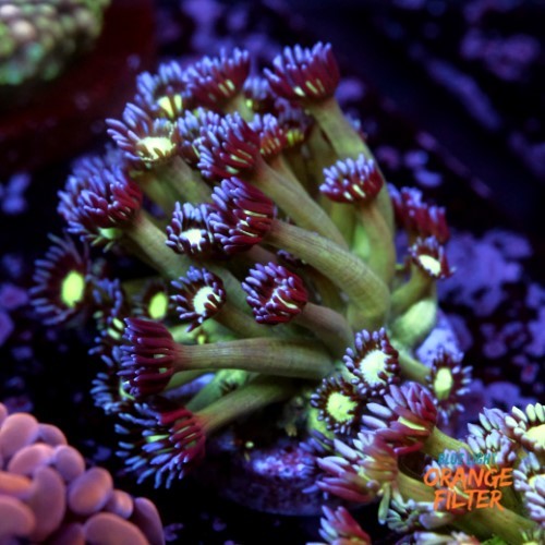Goniopora sp. 1