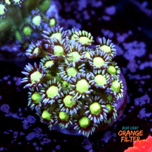 Goniopora sp. 1