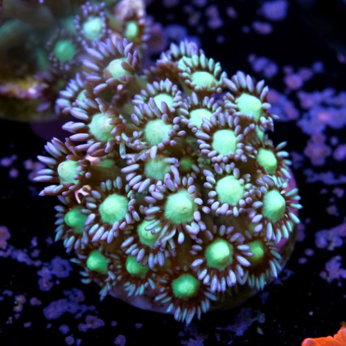 Goniopora sp. 2