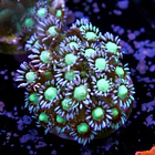 Goniopora sp. 2