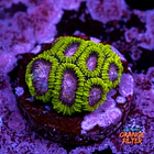 Favia space monkey 1