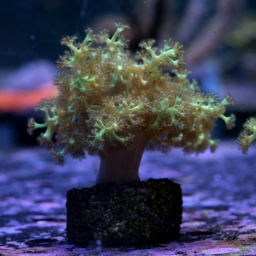 Sinulária kenny tree  2