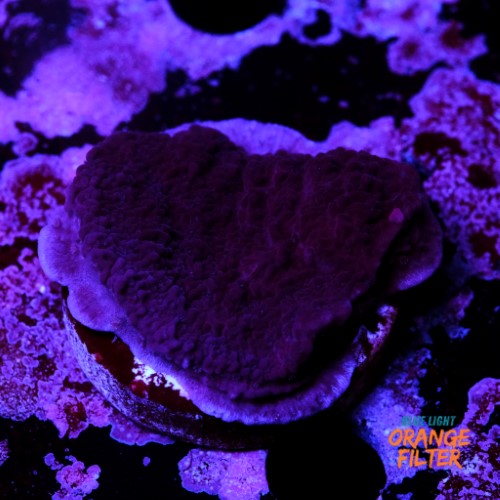 Montipora purple 2