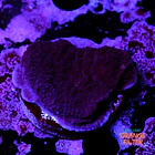 Montipora purple 2