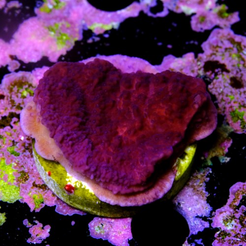Montipora purple 1