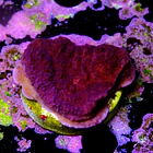 Montipora purple 1