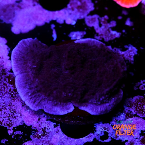 Montipora purple 2