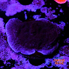 Montipora purple 2