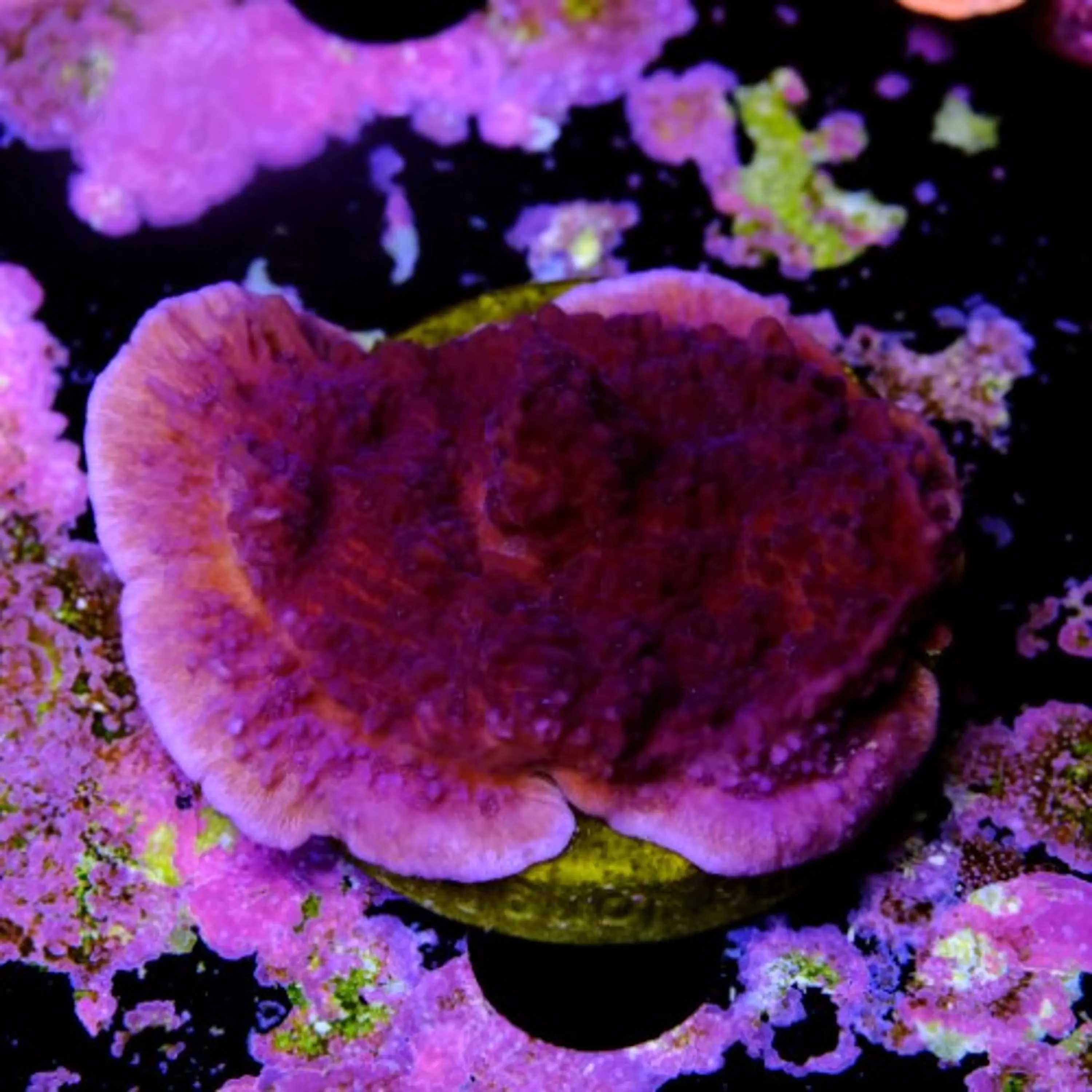 Montipora purple