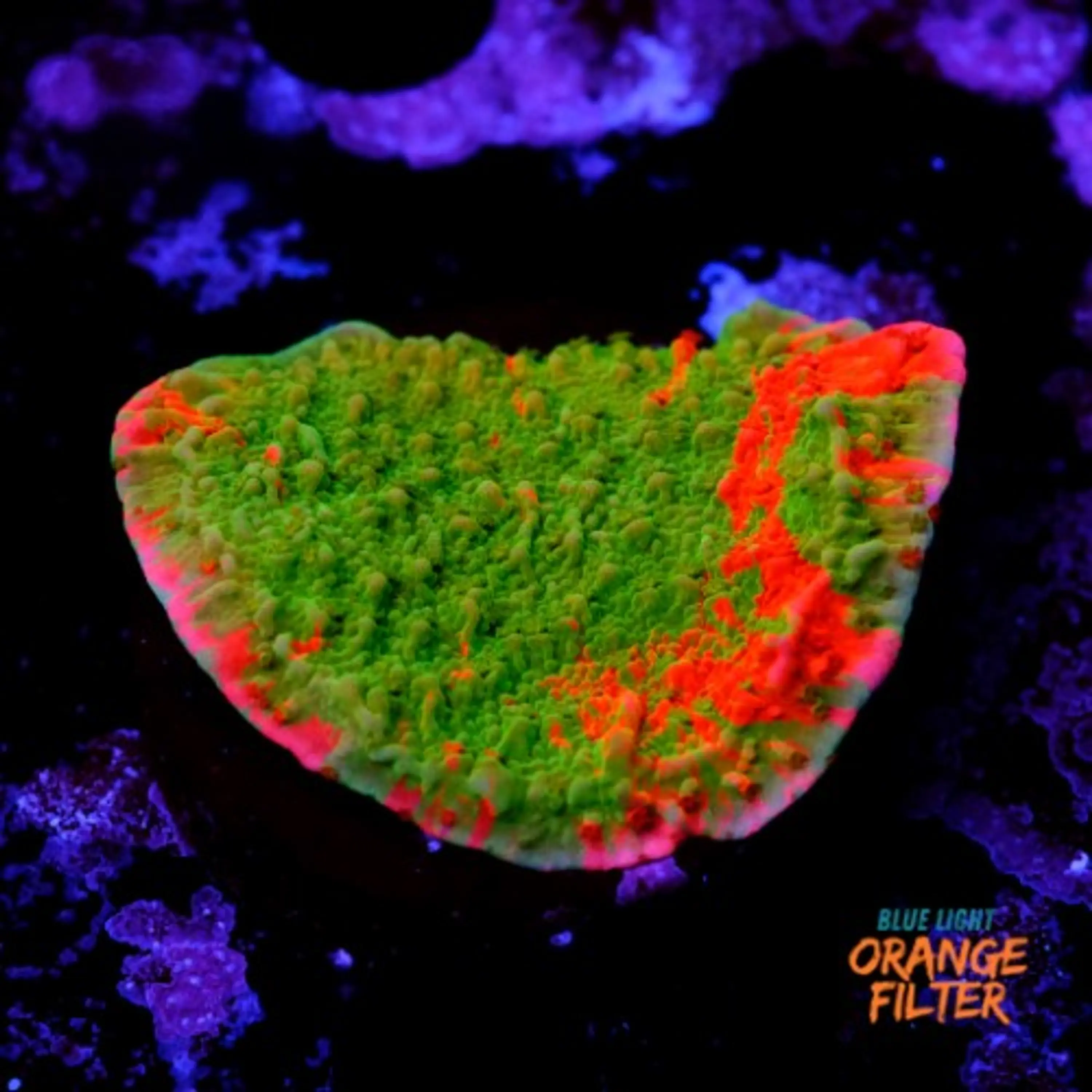 Montipora capricornis grafted