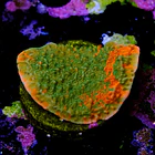 Montipora capricornis grafted 2