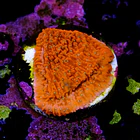 Snow cap montipora  2