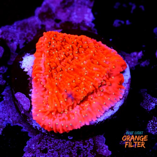 Snow cap montipora  1