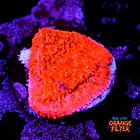 Snow cap montipora  1