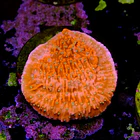 Snow cap montipora  2