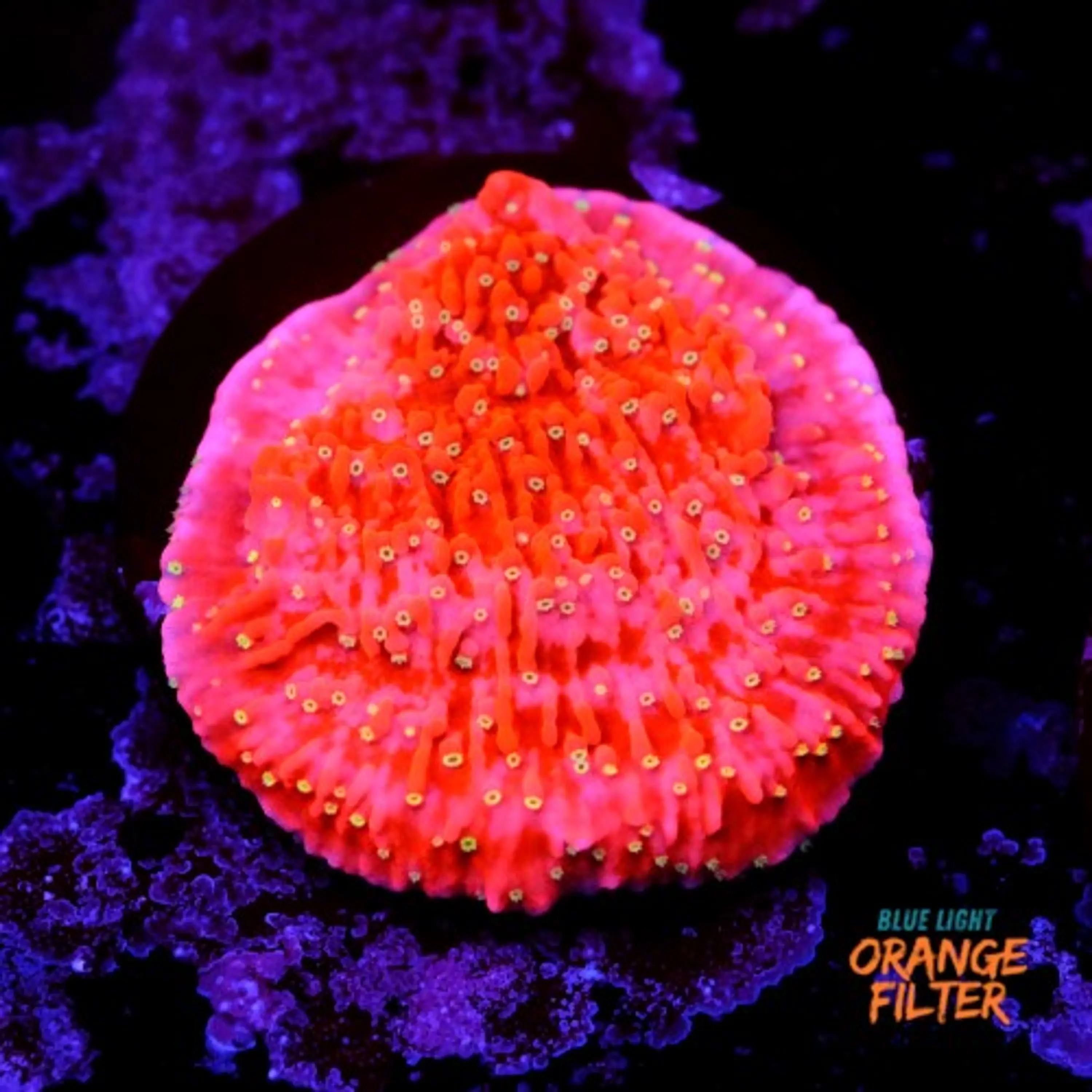 Snow cap montipora 