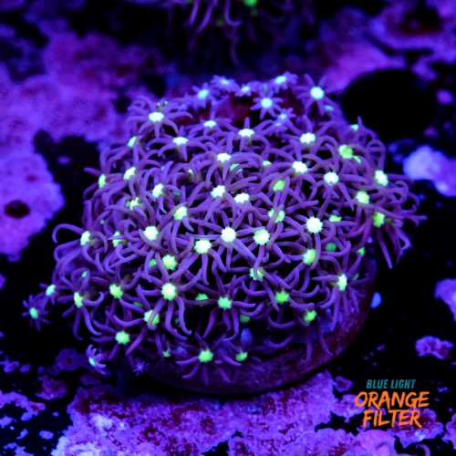Purple star polyps 1