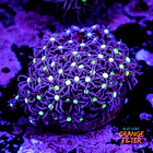 Purple star polyps 1