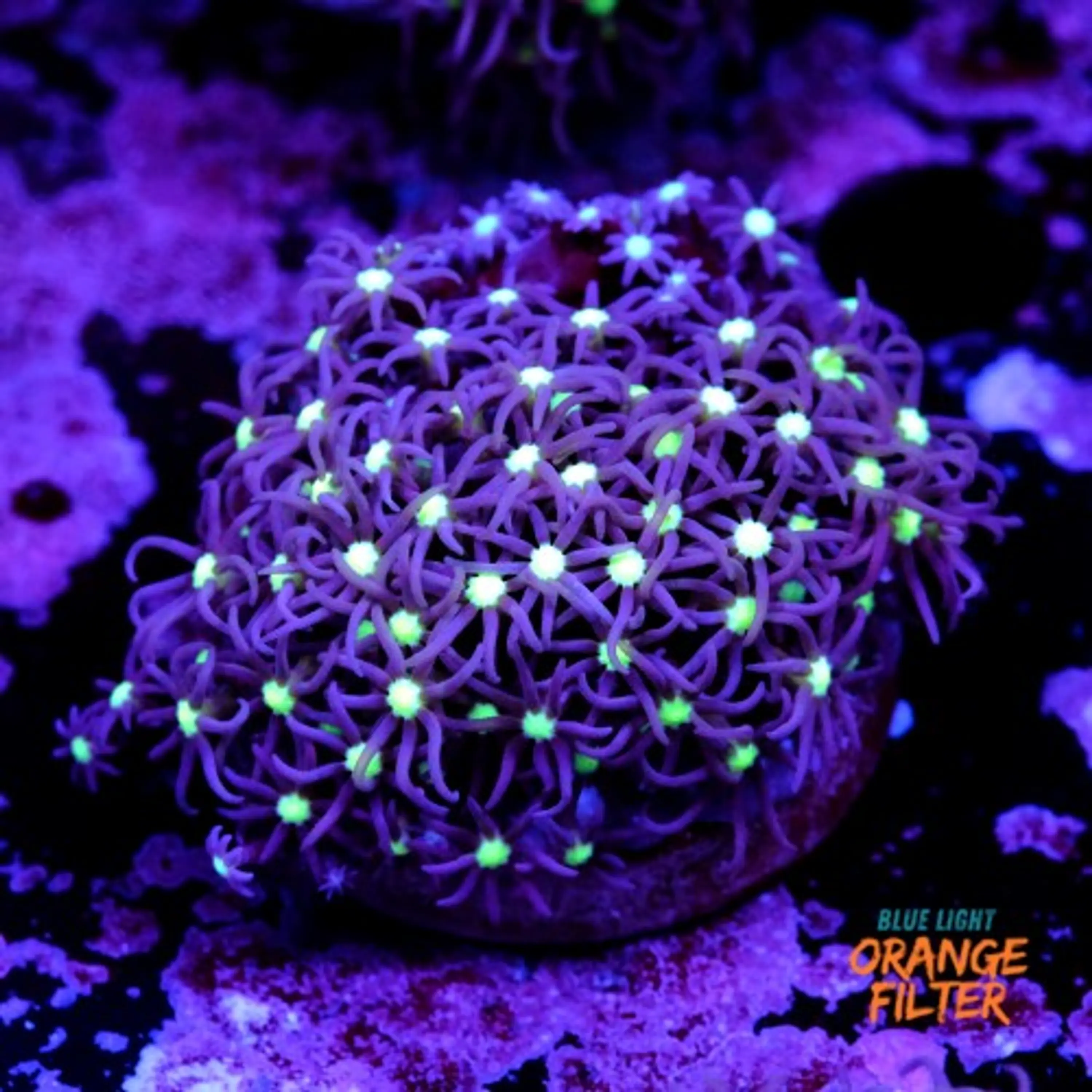 Purple star polyps