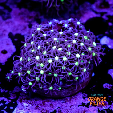 Purple star polyps