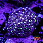 Purple star polyps - Thumbnail 1